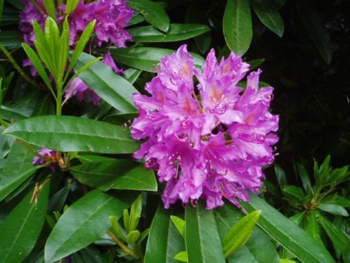 Rhododendron - GOEDKOOPSTE VAN NEDERLAND, alle kleuren