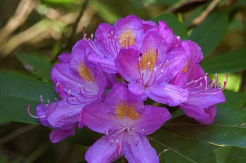 Rhododendron - GOEDKOOPSTE VAN NEDERLAND, alle kleuren