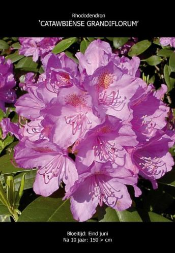 Rhododendron Grootbloemige Hybriden