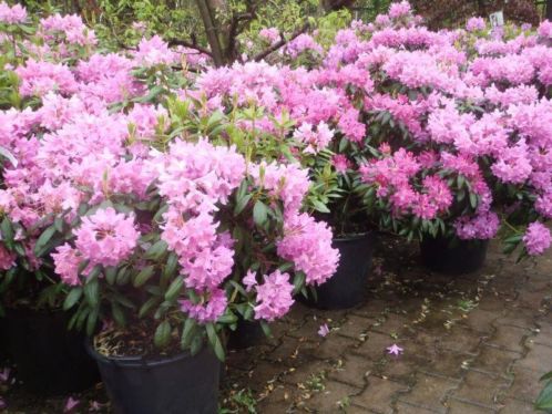 Rhododendron planten Van klein tot groot