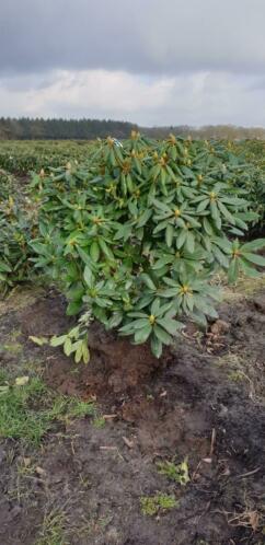 Rhododendron Rhodo rododendron groot en klein paars wit roze