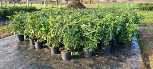 Rhododendron (rododendron) Paarsrozeroodwit-grote-