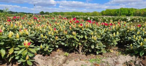 Rhododendron rood paars wit roze groot klein