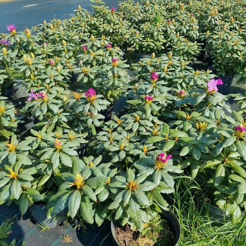 Rhododendron Roseum Elegans maat 50-60 10 Liter pot