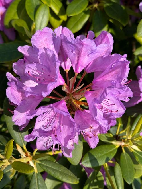 Rhododendron rospaarslila