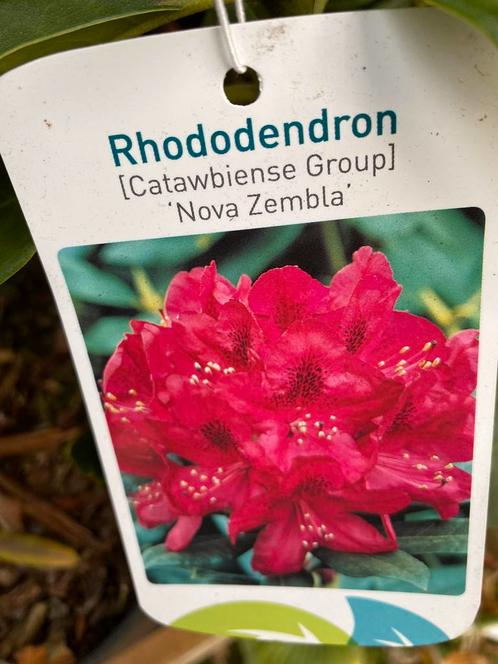 Rhododendron top 4 in grote 5 liter pot