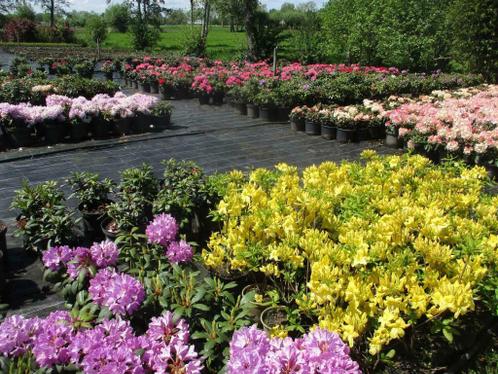 Rhododendron uit eigen kwekerij