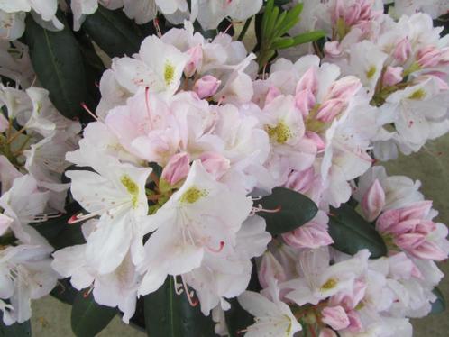 Rhododendron wit, paars, rood en roze