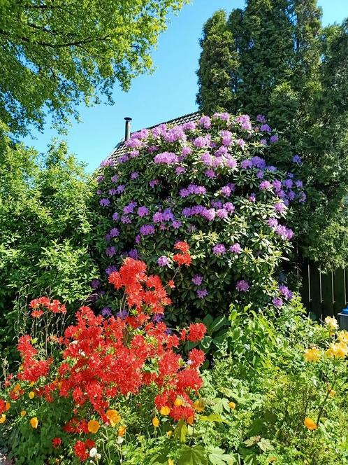 Rhododendron, zelf uitgraven