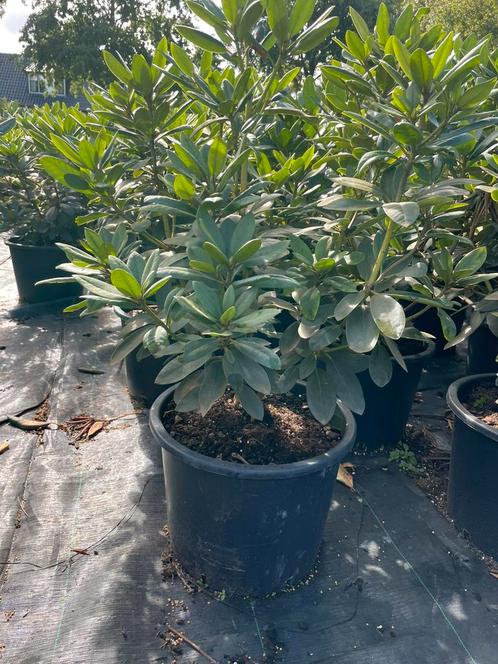 Rhododendrons 20 liter pot te koop, meerdere soorten