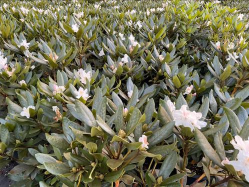 Rhododendrons 6080 cm te koop, veel soorten op voorraad