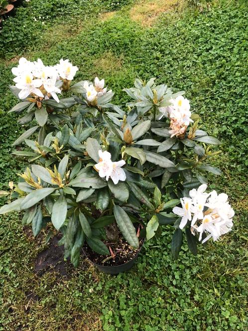 Rhododendrons