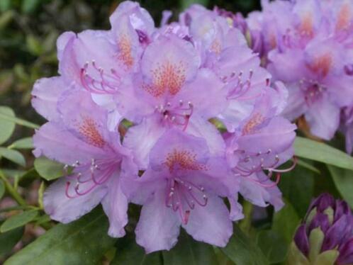 RHODODENDRONS, RODODENDRON, HORTENSIA, AZALEA ONLINE