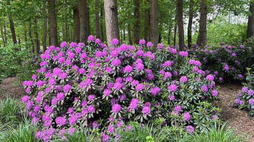 Rhododendrons uit vruchtbare bosgrond diverse maten