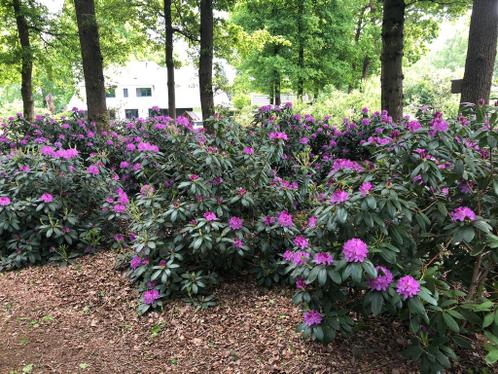 Rhododendrons van eigen kweek uit de vruchtbare bosgrond