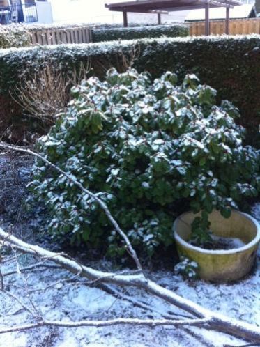 Rhodondendron