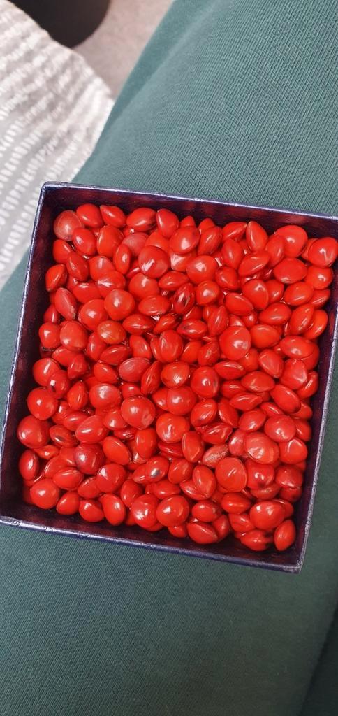 Rode gelukszaden  red lucky seeds
