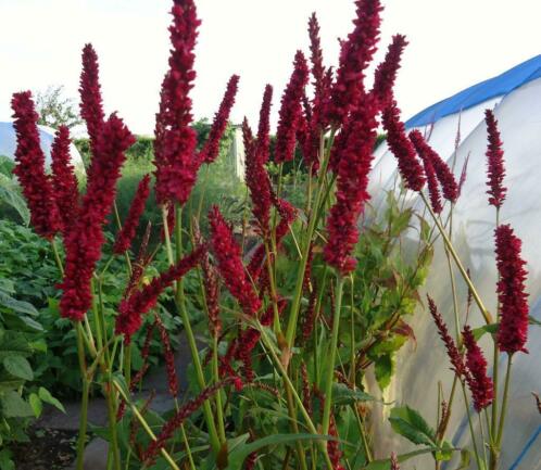 rode Persicaria Red