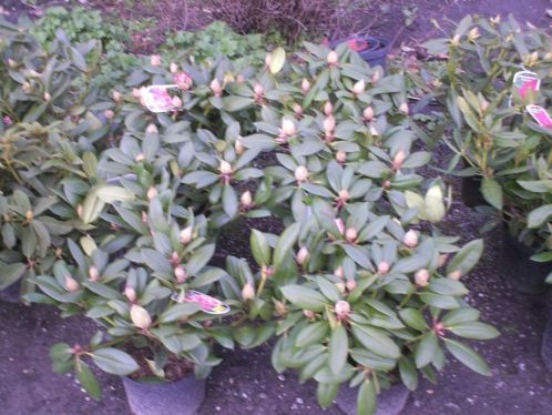 rododendron mooie volle planten 
