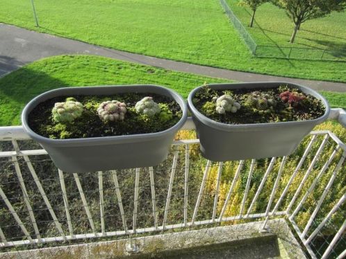 Rotsplantjes  vetplantjes incl balkonbak aangeboden
