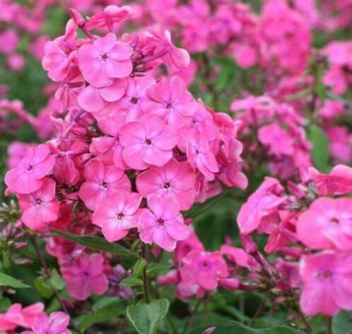 Roze bloeiende vaste planten 1 euro per stuk