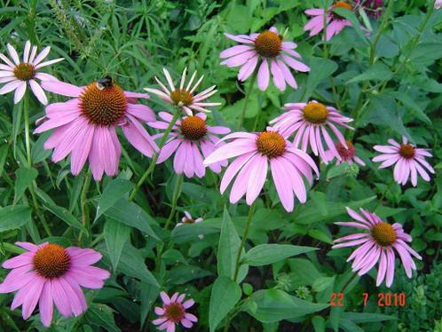 Roze bloeiende vaste planten