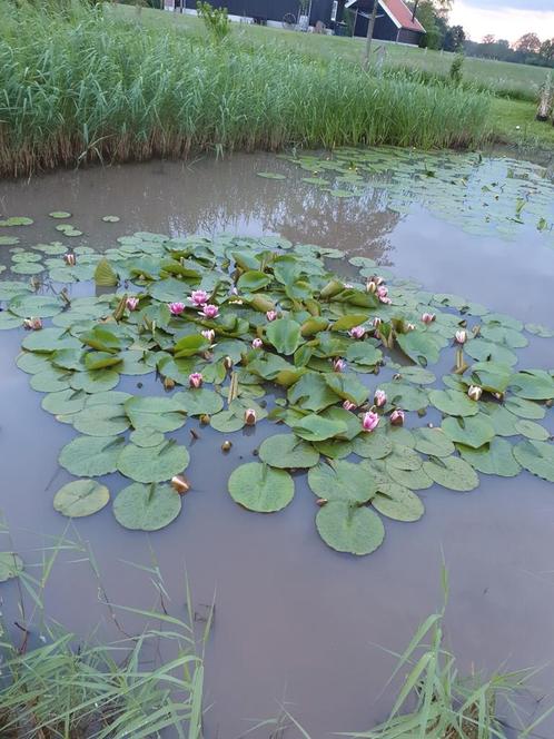 roze waterlelies