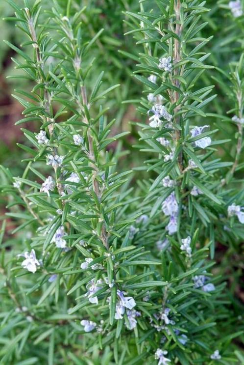 Rozemarijn Rosmarinus officinalis Pot