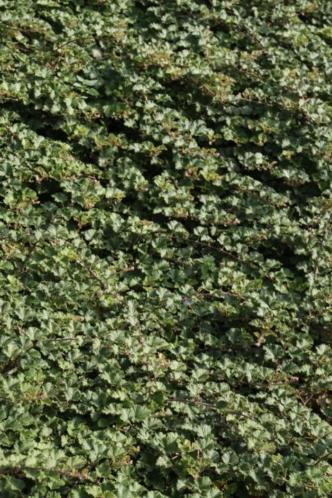 Rubus 039Betty Ashburner039 (Vasteplanten)