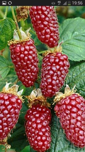 rubus tayberry plant loganbes bio moestuin