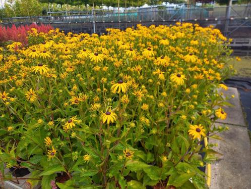 Rudbeckia goldsturm 5 literpot 6,95 en meer vaste planten