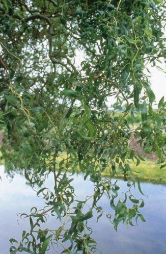 Salix babylonica tortuosa