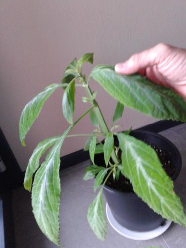 Salvia Divinorum Blosser