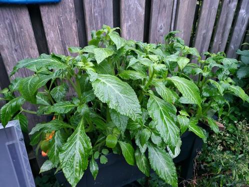 Salvia Divinorum sterke gewortelde planten