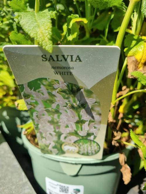 Salvia wit 17 stuks voor 25,00 euro