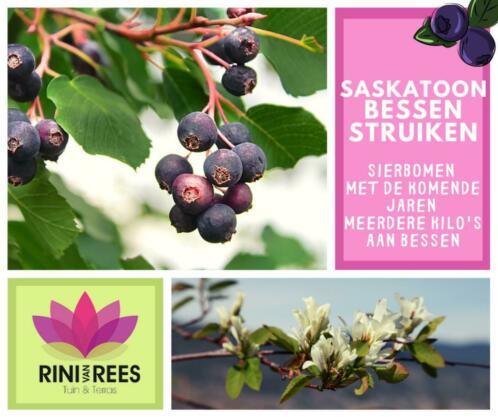 Saskatoon bessenstuiken