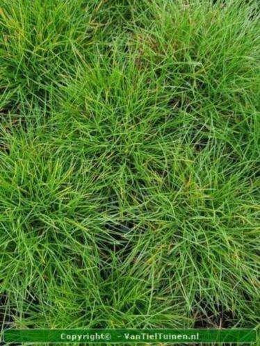 Schapengras Festuca gautieri siergras