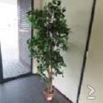 Schitterende Kunst Ficus Benjamini, Top Art, 210cm hoog