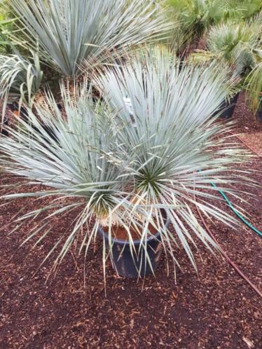 Schitterende Yucca rostrata multitrunc. DE ALLERLAATSTE 