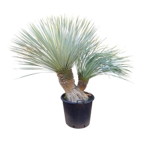 Schitterende Yucca rostrata multitrunc planten. exclusief.