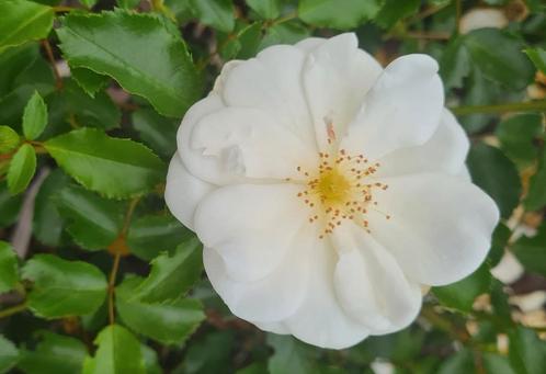 Schneeflock witte rozen  40 stuks