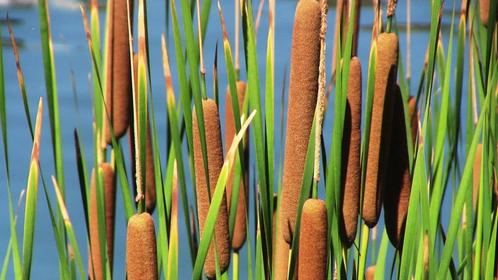 Search for Cattail (Typha) to buy. BUYING