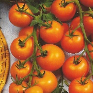 Seedo zaden, want zelf tomaten kweken is veel goedkoper