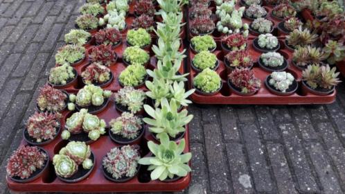 Sempervivum Huislook Sedum Delosperma Vetplanten nieuwe foto