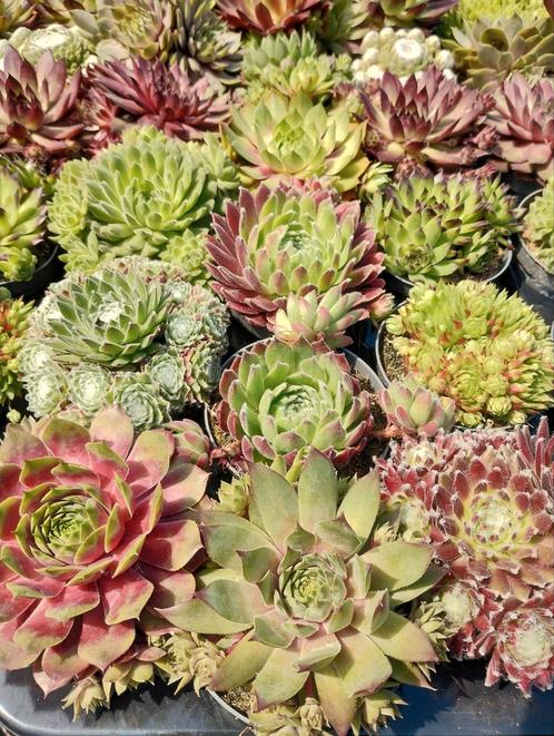 Sempervivum Rotsplanten Vetplanten 18 st 15.00