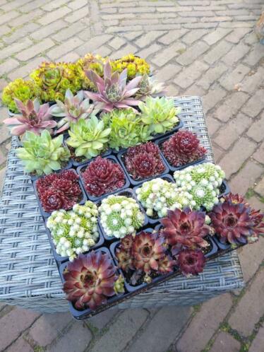 Sempervivum rotsplanten vetplanten 24 stuks