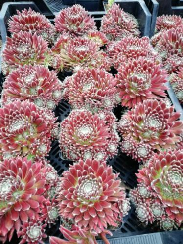 Sempervivum te koop in p9