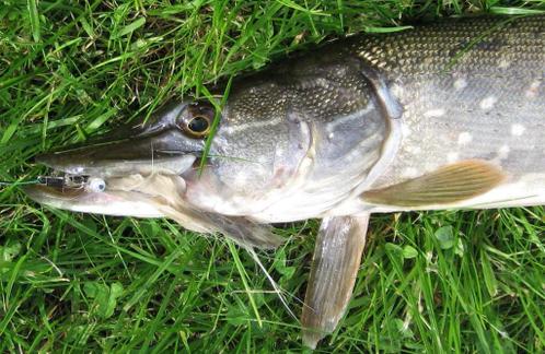 Serie T snoekstreamers voor vlieghengel en lichte spinhengel