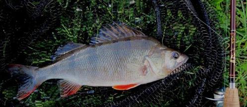 Set B 6 van 4 Ultra Light Baars - Snoekspinners met vlieg