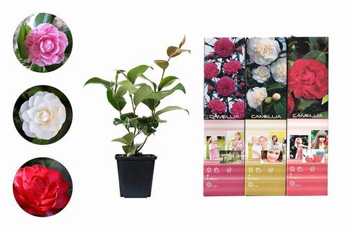 Set van 3 Camellia Japonica planten (20 - 30 cm)